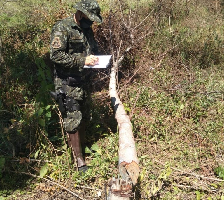 Sitiante é multado em mais de R$ 53 mil pelo corte de 105 árvores