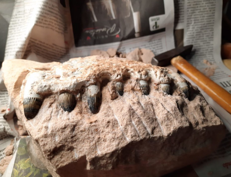 Fragmentos de dinossauros são encontrados na construção da praça de pedágio entre Irapuru e Pacaembu