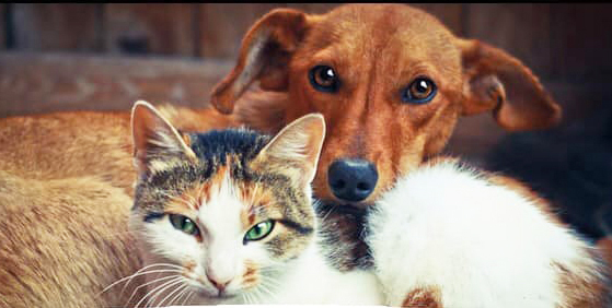 FLORA RICA: Vigilância de Zoonoeses alerta sobre crime de envenenamento de animais