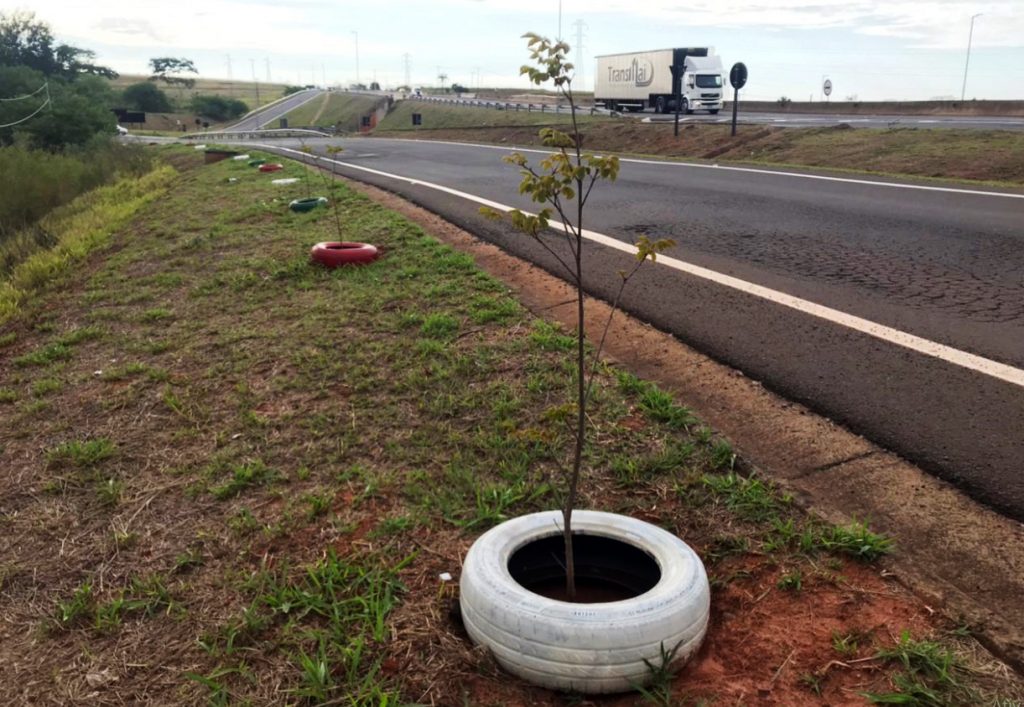 FLÓRIDA: Mudas de árvores são replantadas no trevo na SP-294