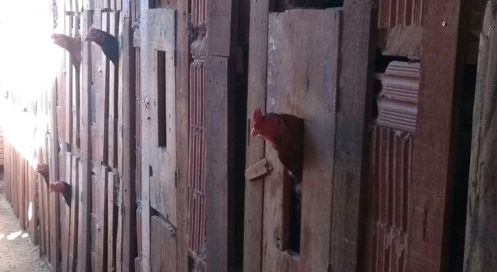 Polícia encerra rinha com mais de 40 galos