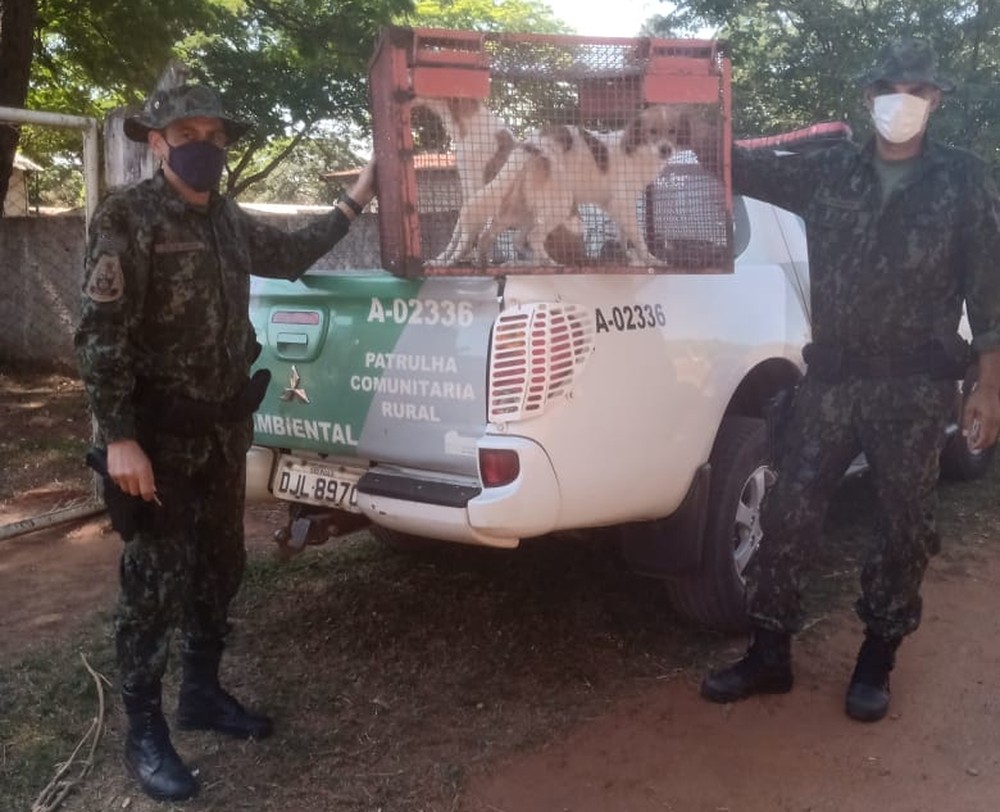 Rapaz é multado em R$ 12 mil por maus-tratos a animais domésticos e morte de cão