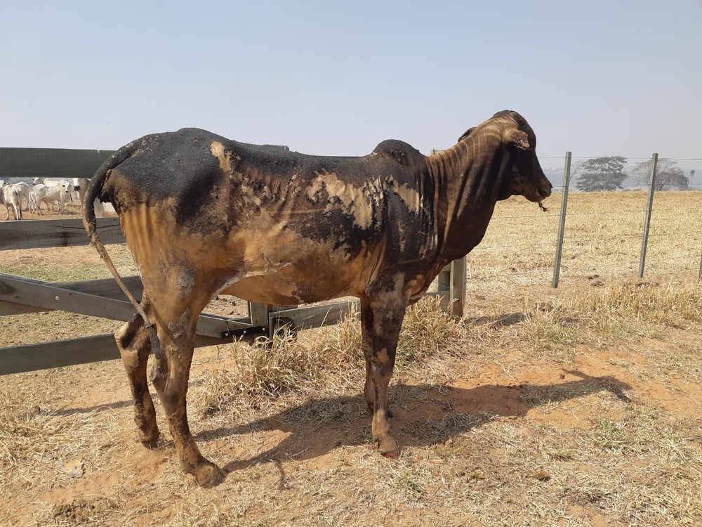 Queimada em área de vegetação provoca morte de bois