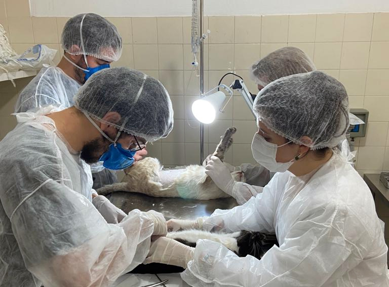 LUCÉLIA: Mutirão de castração atende 24 animais