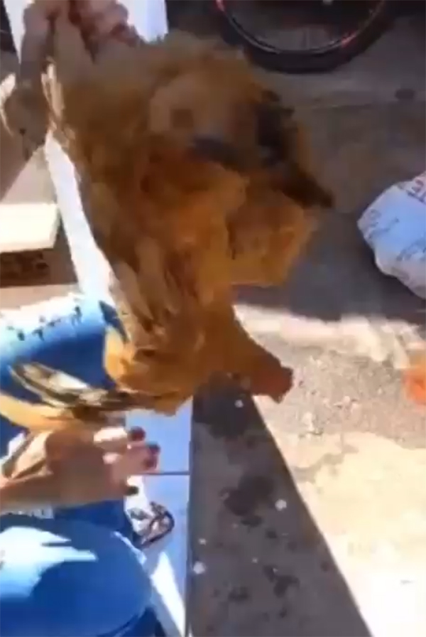 Enfermeira é autuada em R$ 6 mil por matar frango estrangulado e fazer piadas zombando do animal