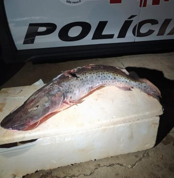 Homem é preso por embriaguez e crime ambiental