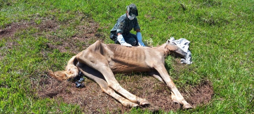 Sitiante é multada em R$ 6 mil por maus-tratos e morte de égua