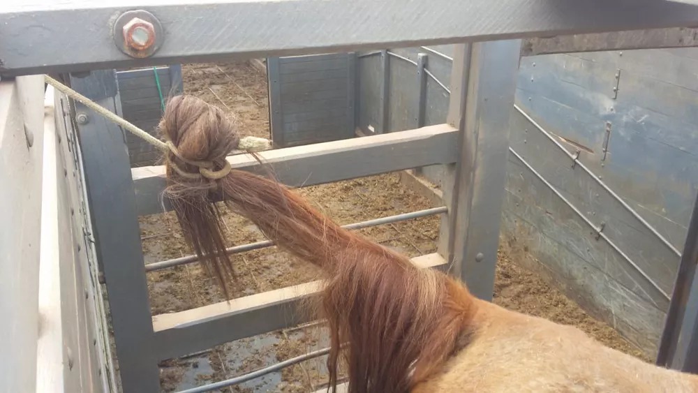 Sitiante leva multa de R$ 81 mil por maus-tratos no transporte rodoviário de 27 cavalos