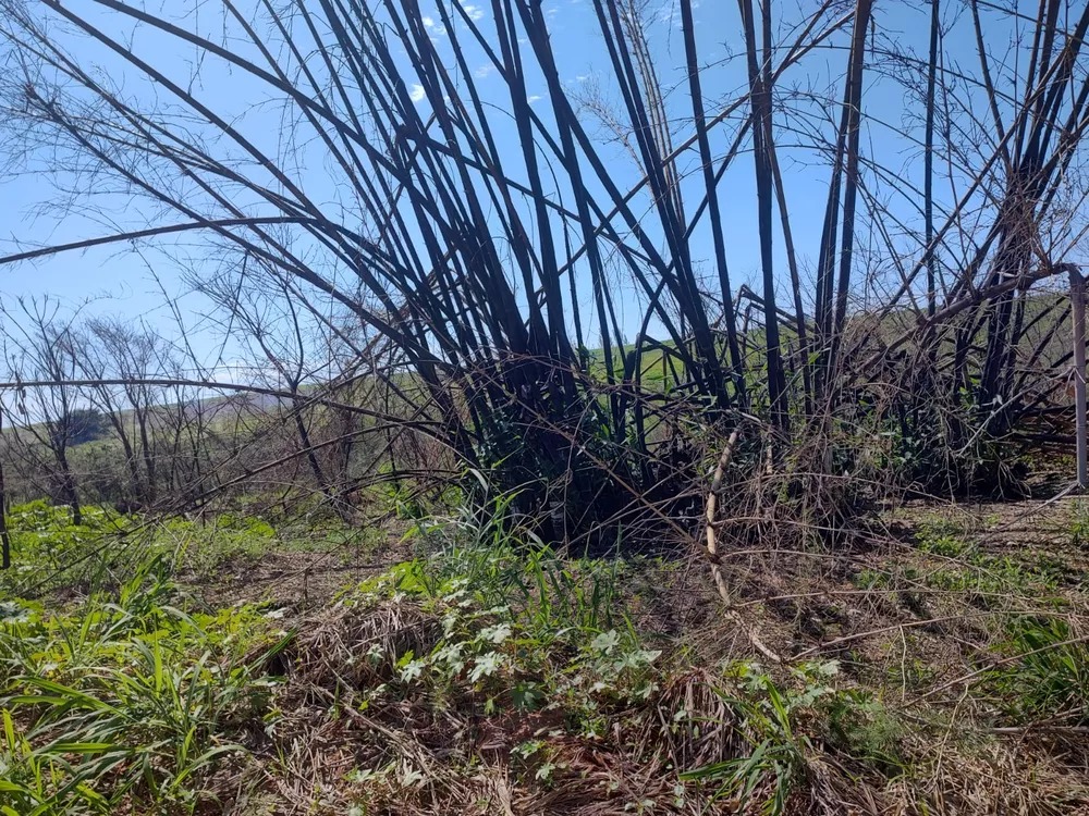 Sitiante é multado em mais de R$ 64 mil por queimada