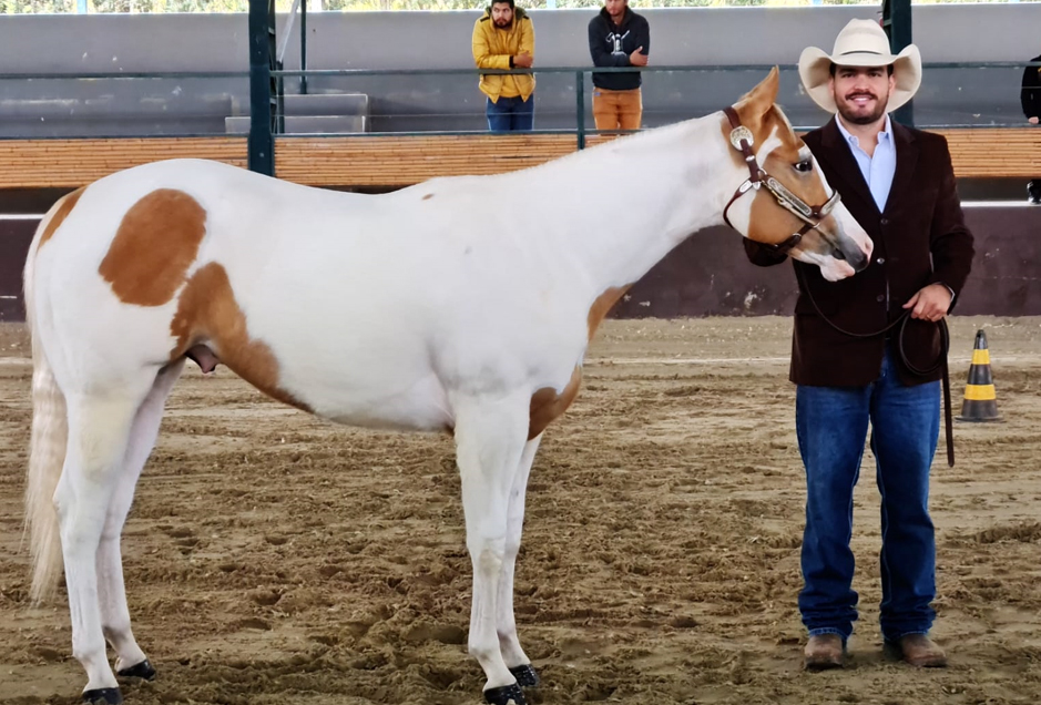 Ênio Nagano obtém o primeiro lugar com animal da raça Paint Horse em prova da Expo Prudente