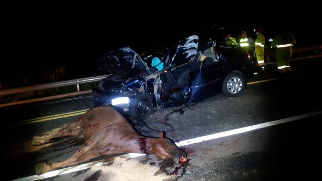 Cavalo solto na pista causa grave acidente e mata uma pessoa