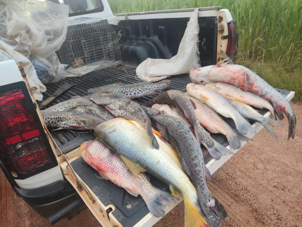 Polícia Ambiental apreende mais de 70kg de peixes no Salto Botelho, em Lucélia
