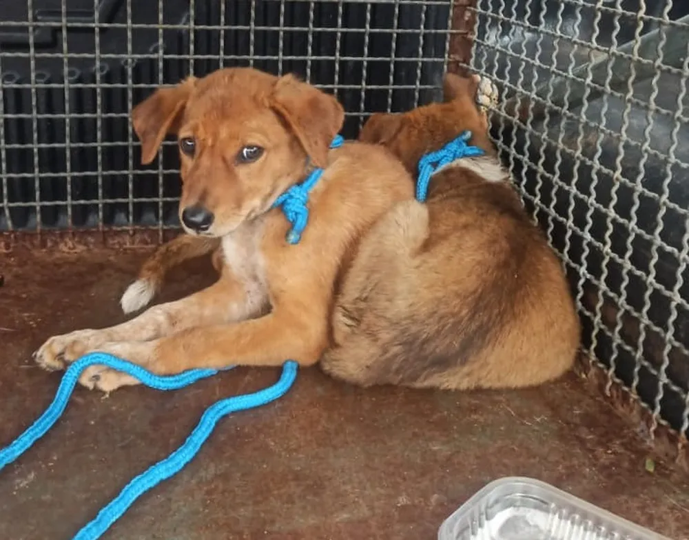 Idoso é multado em R$ 6,5 mil por maus-tratos a dois cães e manter ave em cativeiro