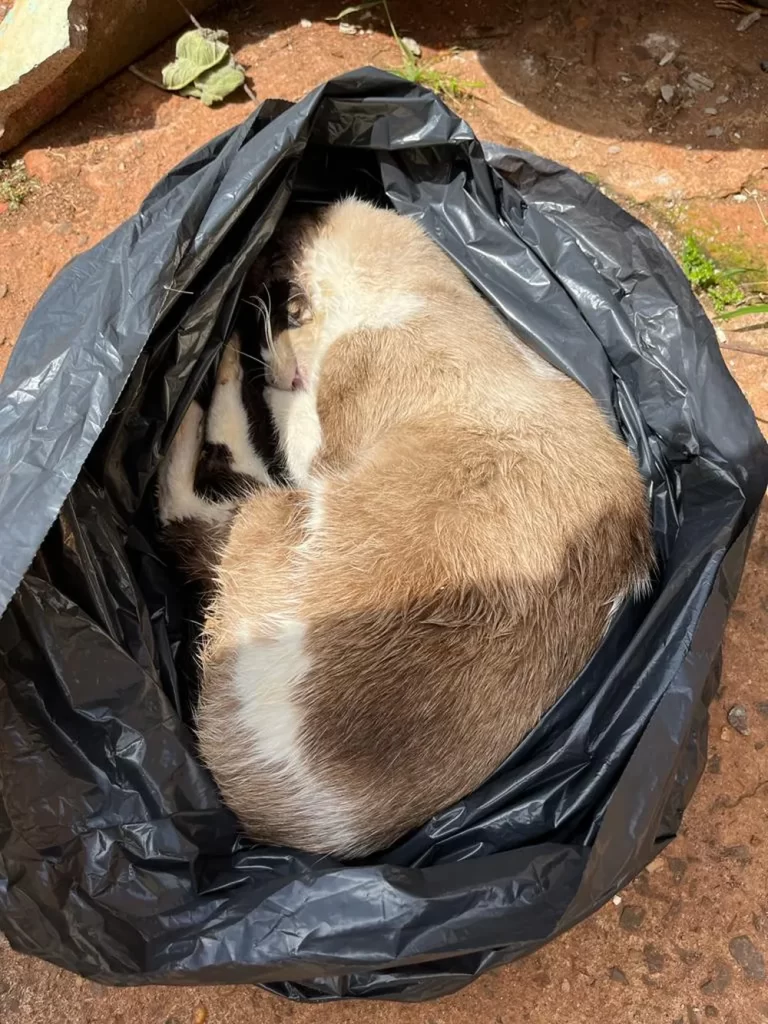 Homem é detido suspeito de matar gatos envenenados e esconder animais em sacos no interior de SP