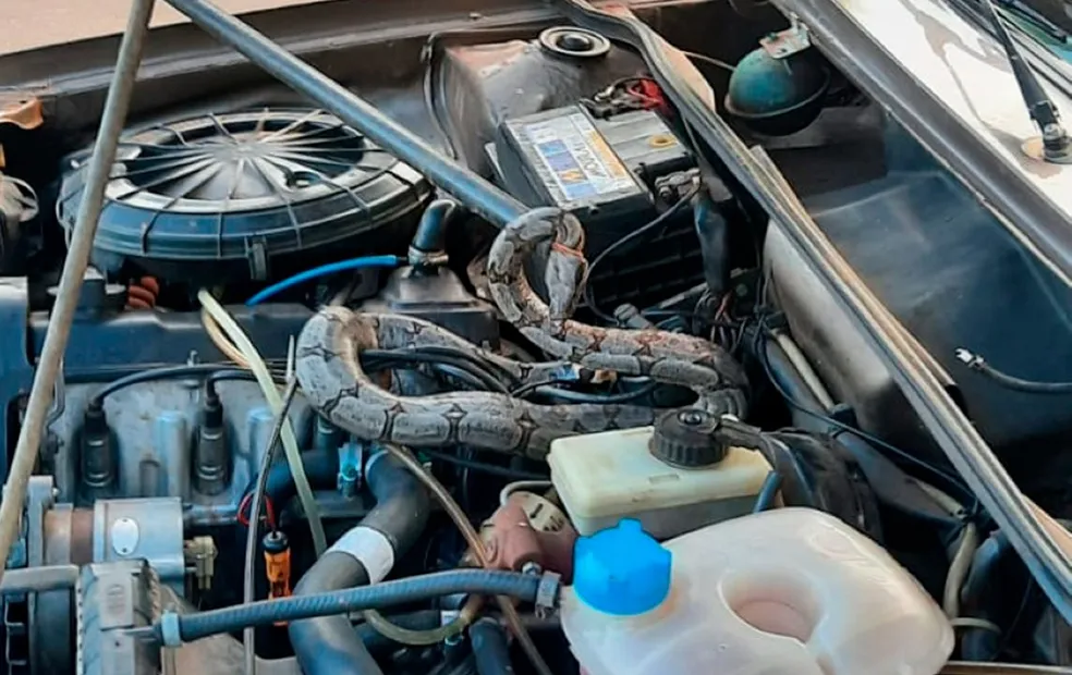 Jiboia é resgatada após ser encontrada dentro de motor de carro no interior de SP
