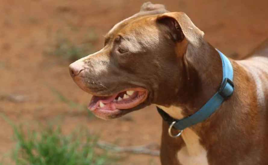 Mulher morre depois de ser atacada por pit bull em Paraguaçu Paulista