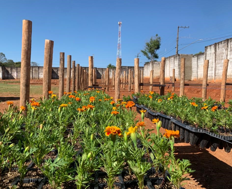 ADAMANTINA: Viveiro de Mudas está em execução pela Secretaria de Agricultura no Poliesportivo