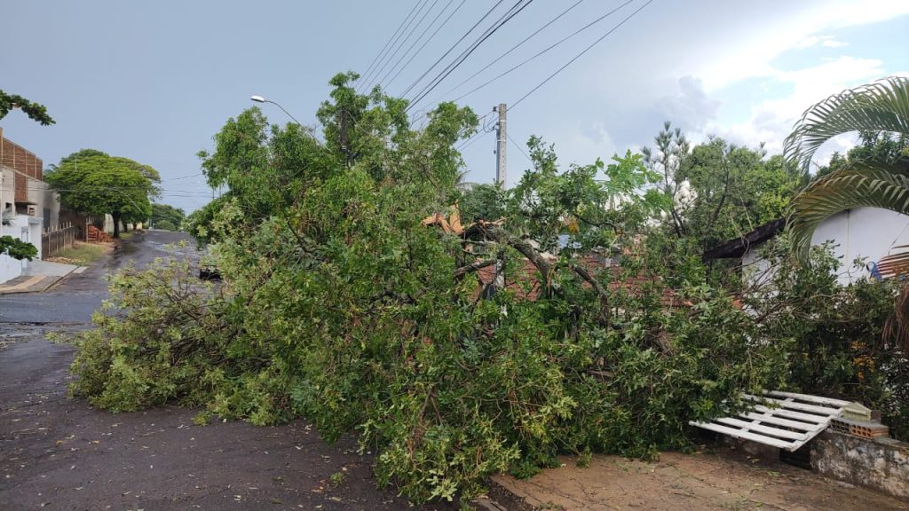 LUCÉLIA: Chuvas causam quedas de árvores e destelhamento de residência