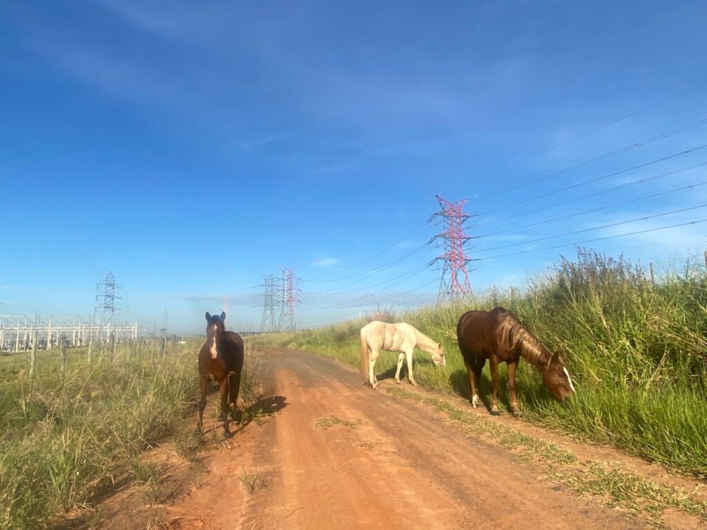 FLÓRIDA: Animais soltos próximo à nova subestação preocupam moradores