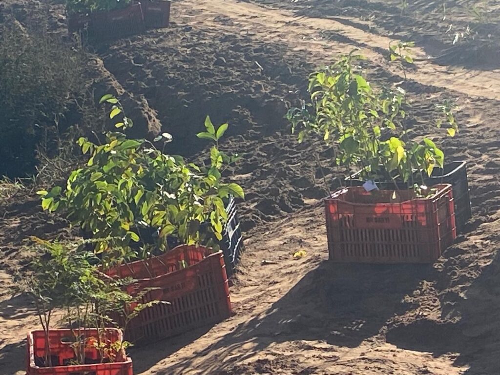 PRACINHA: Secretaria de Meio Ambiente e Secretaria e Agricultura realizam o plantio de 435 mudas nativas