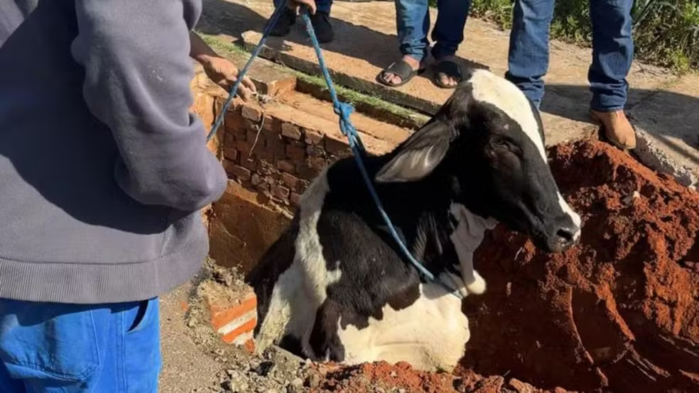 Vaca é resgatada após cair em boca de lobo no interior de SP