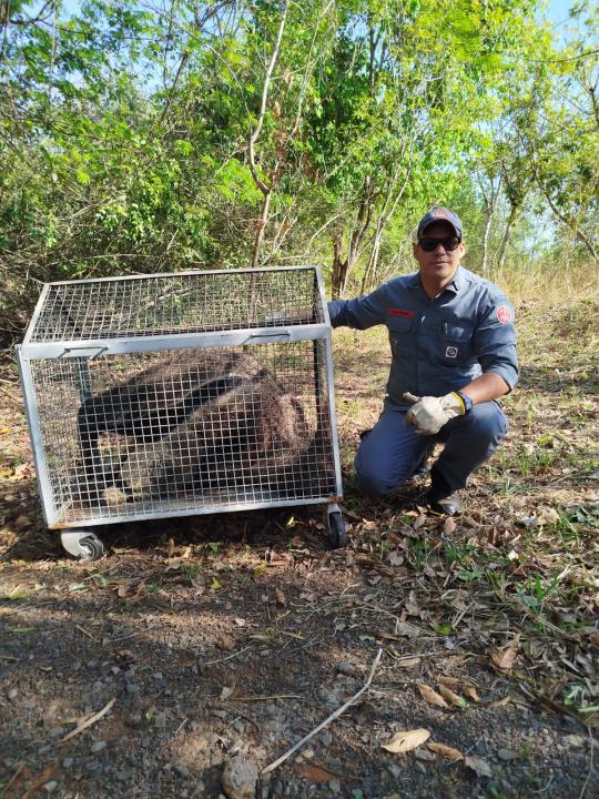 Bombeiros apreendem tamanduá bandeira em prédio público de Parapuã