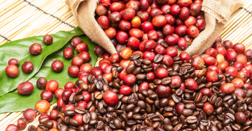 Café Arábica da Nova Alta Paulista conquista Indicação Geográfica com apoio do Sebrae-SP