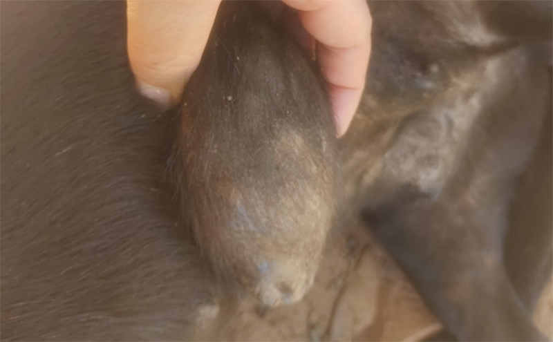 LUCÉLIA: Moradora pede ajuda para custear cirurgia de cadela com câncer