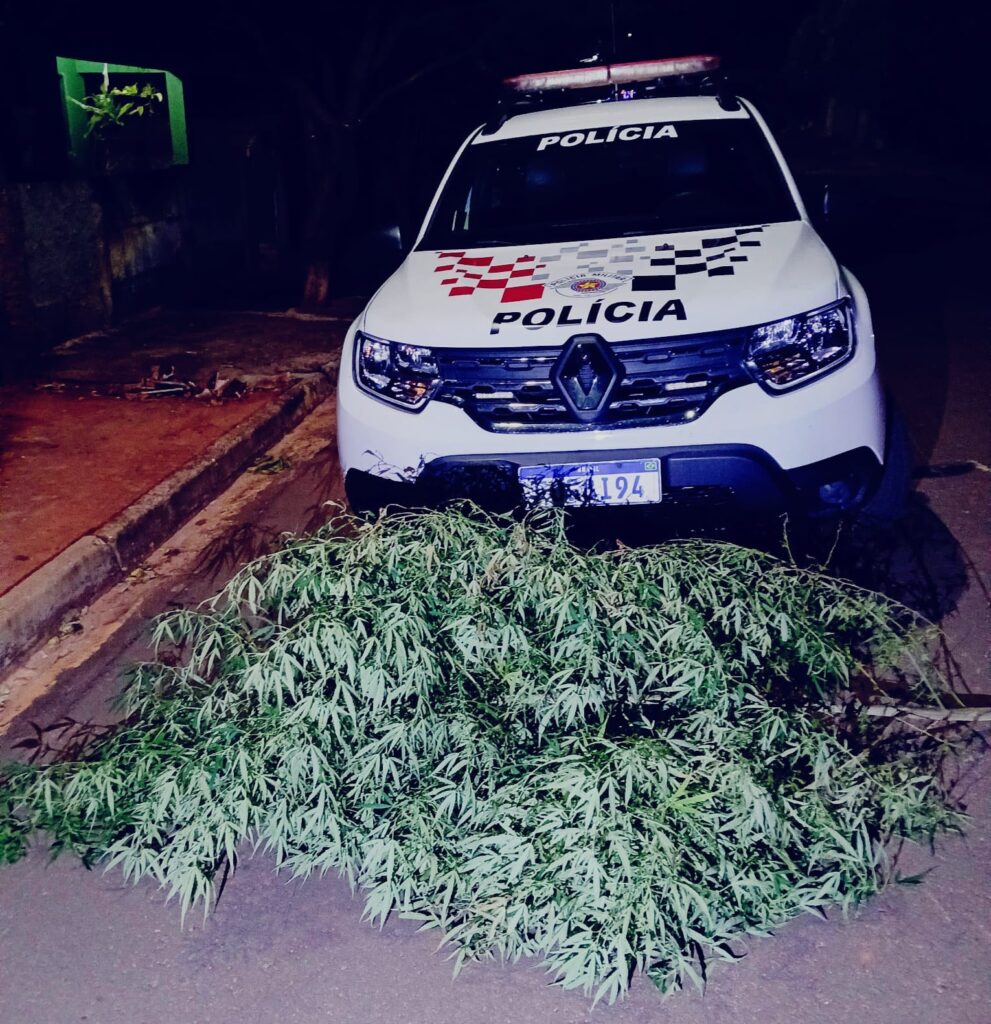 Após ostentar pés de maconha em grupos de WhatsApp, homem é flagrado com plantio em Salmourão