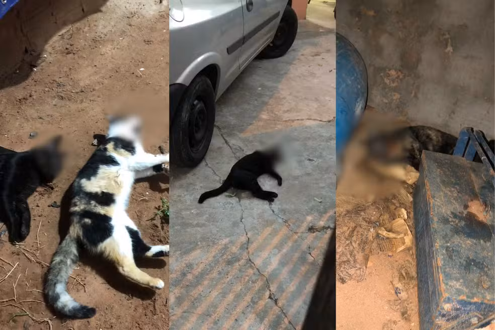 LUCÉLIA: Polícia Civil investiga casos de maus-tratos após animais serem encontrados mortos