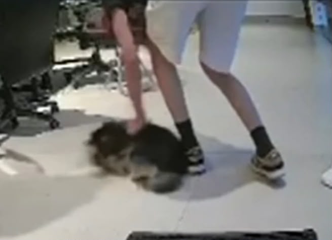 Jovem é multado em R$ 3 mil por agredir cachorra em Presidente Prudente