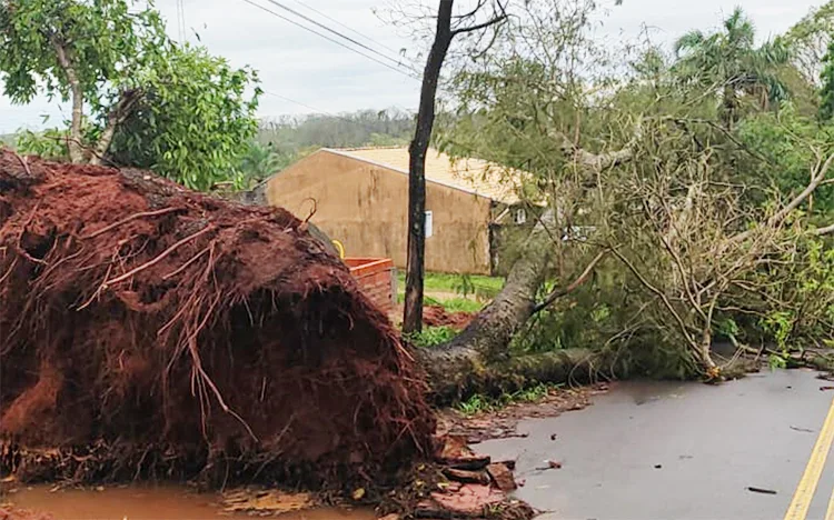 LUCÉLIA: Chuva com vento provoca quedas de árvores, interdição de via e danos
