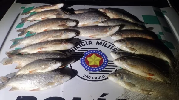 Tarrafa e quase 20 quilos de peixes são apreendidos no Rio Aguapeí, em Lucélia